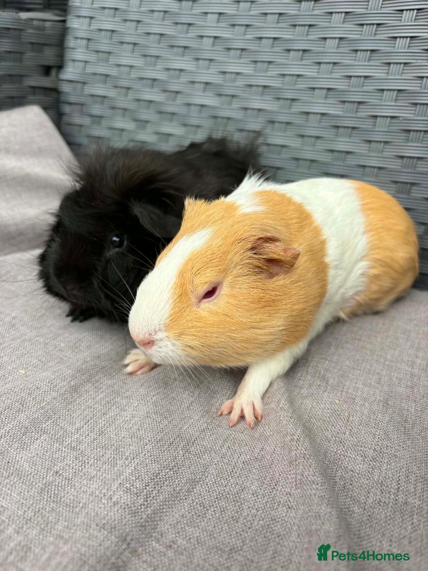 Guinea Pig rodents Sows and Trio of Boars  - Advert 1