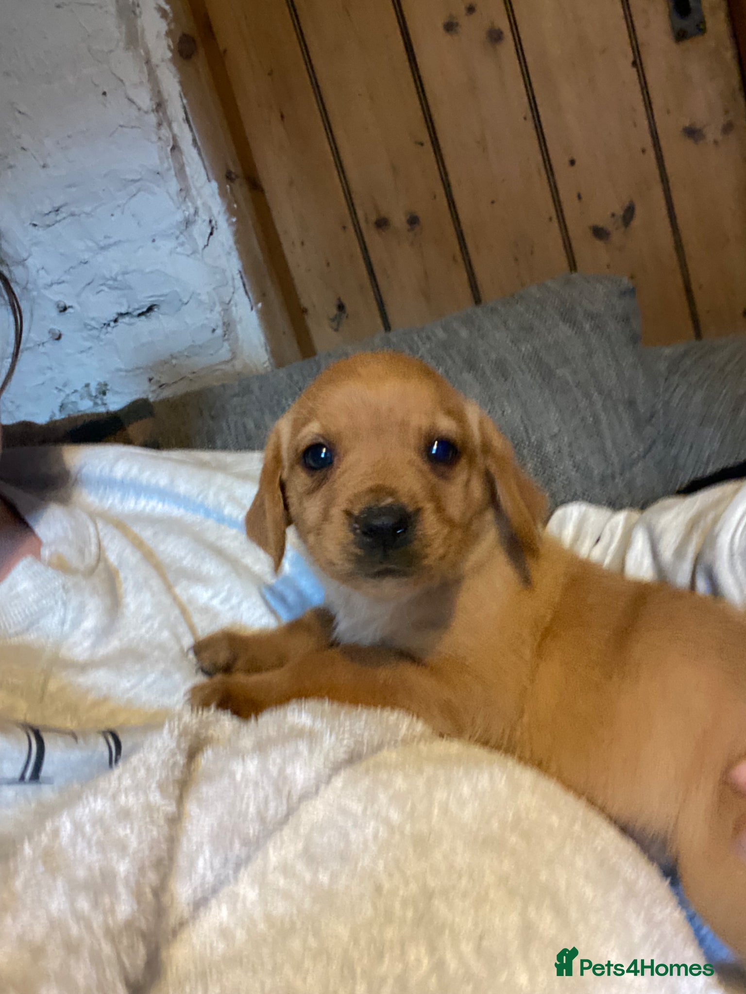 Labrador Retriever dogs ✨ Exceptional Golden Labrador Retriever Puppies - Advert 2