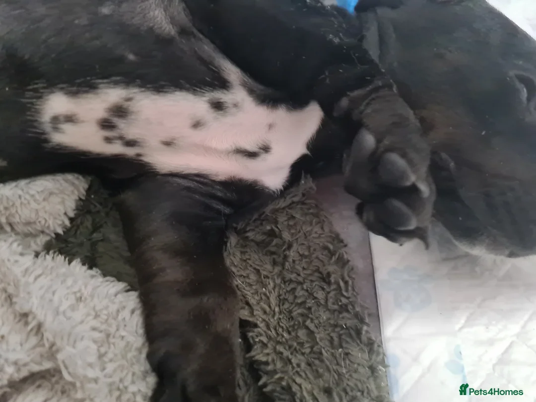 Mixed Breed dogs for sale: Dalmatian cross Dachshund puppies - Advert 2