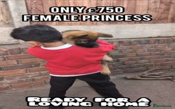 German Shepherd dogs for sale: Price Reduced! Last female German shepherd pups. - Image 2