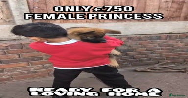 German Shepherd dogs - Advert 10