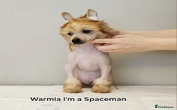 Chinese Crested dogs for stud: Julien INSOLITE FAMILIER import Pl  - Advert 25