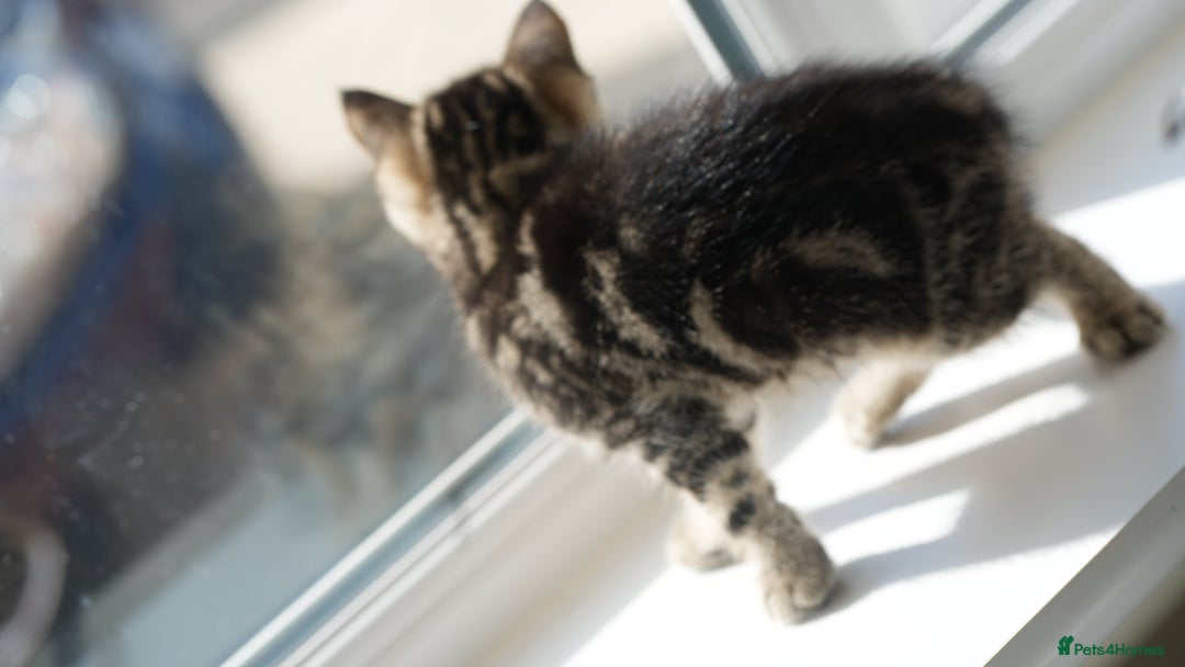 Mixed Breed cats for sale: Three Mixed kittens ( british short hair mother ) - Image 5