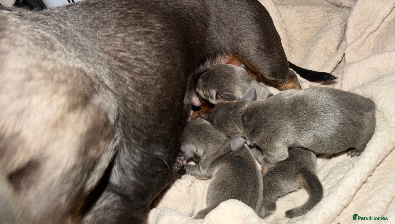 Dachshund dogs Miniature dachshund puppies - Advert 2