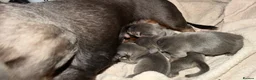 Dachshund dogs for sale: Miniature dachshund puppies in Perth - Advert 1