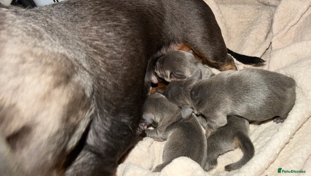 Dachshund dogs for sale: Miniature dachshund puppies in Perth - Advert 1