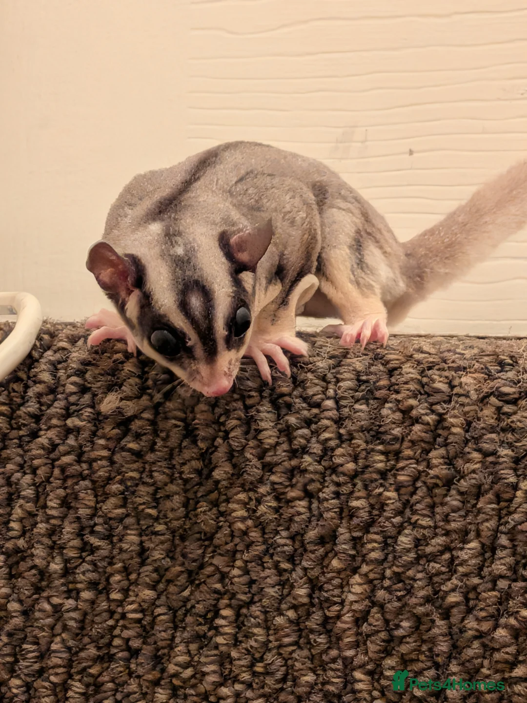 Sugar Glider rodents for sale: Flying squirrel in Liverpool - Advert 1