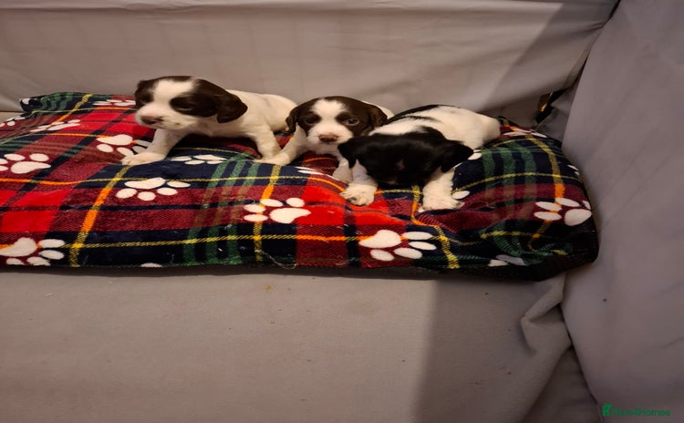 Sprocker dogs Sprocker spaniel pups - Advert 15