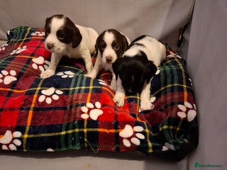 Sprocker dogs Sprocker spaniel pups - Advert 4
