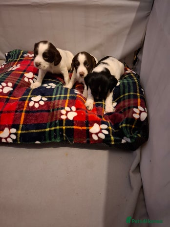 Sprocker dogs Sprocker spaniel pups - Advert 1