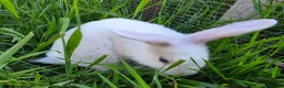 Mixed Breed rabbits for sale: Half Mini lop rabbits - Advert 5