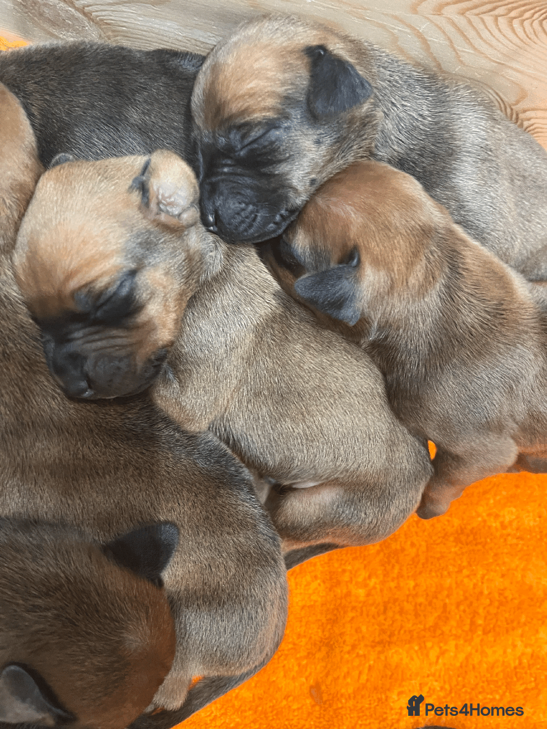 Rhodesian Ridgeback dogs for sale: * CUTENESS ALERT * READY END OF JANUARY - Advert 22