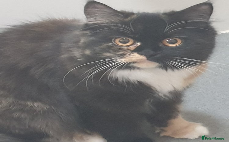 Scottish Fold cats Adorable kuttens❤ - Advert 2