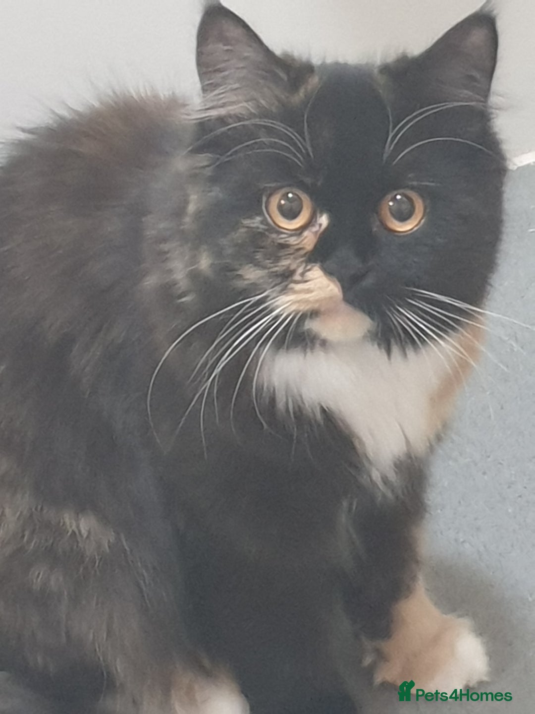 Scottish Fold cats for sale: Adorable kuttens❤ - Advert 1