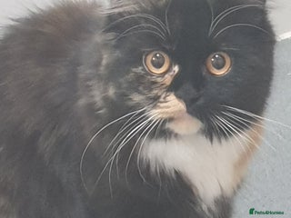 Scottish Fold cats Adorable kuttens❤ - Advert 2