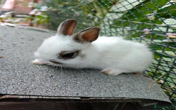 Netherland Dwarf rabbits for sale: Netherland dwarf  - Image 2