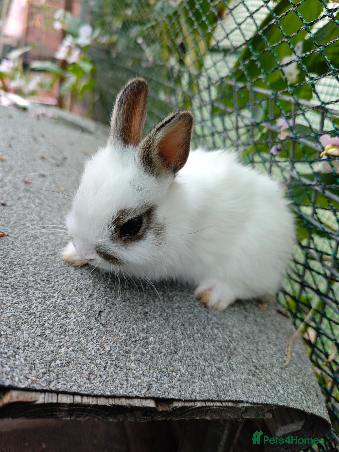 Netherland Dwarf rabbits for sale: Netherland dwarf  - Image 2