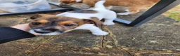Jack Russell dogs for sale: 2 Gorgeous Jack Russell Males for sale - Advert 10