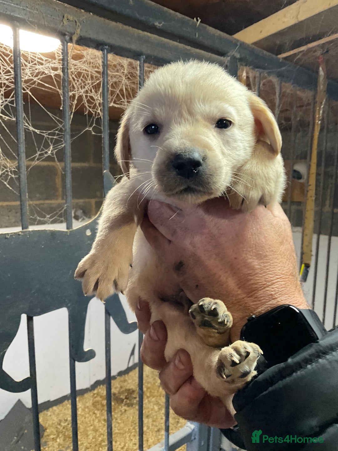 Labrador Retriever dogs for sale: Labrador puppies  - Advert 4