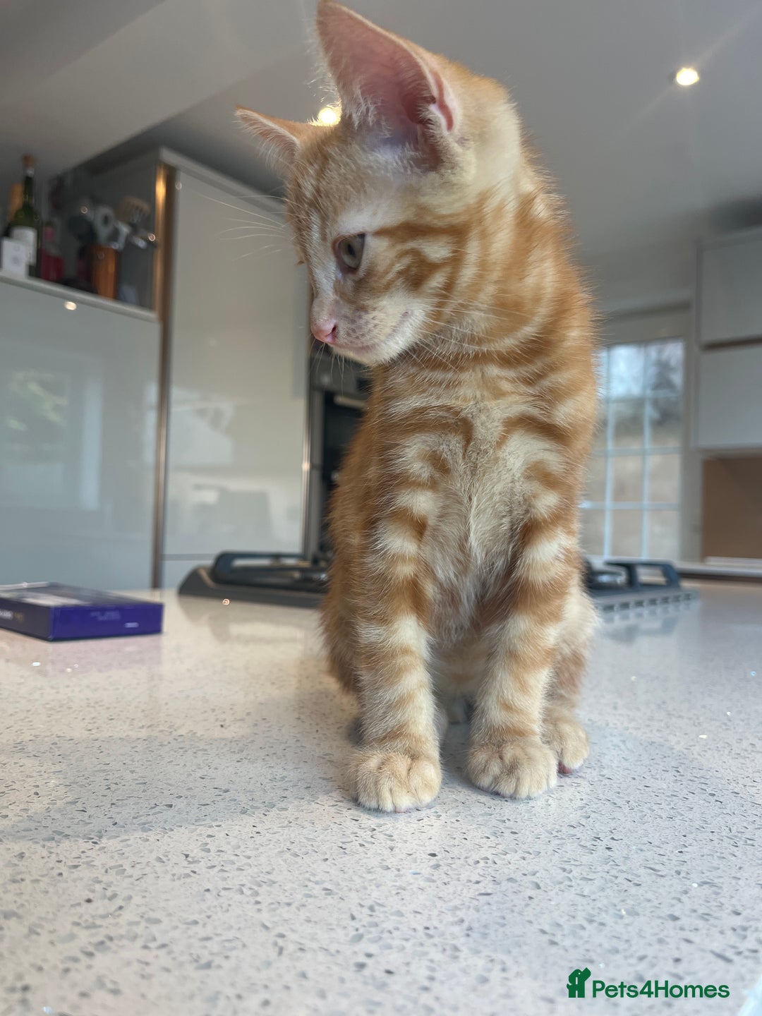 Mixed Breed cats for sale: 2 beautiful kittens full ginger and tortoise shell - Image 7