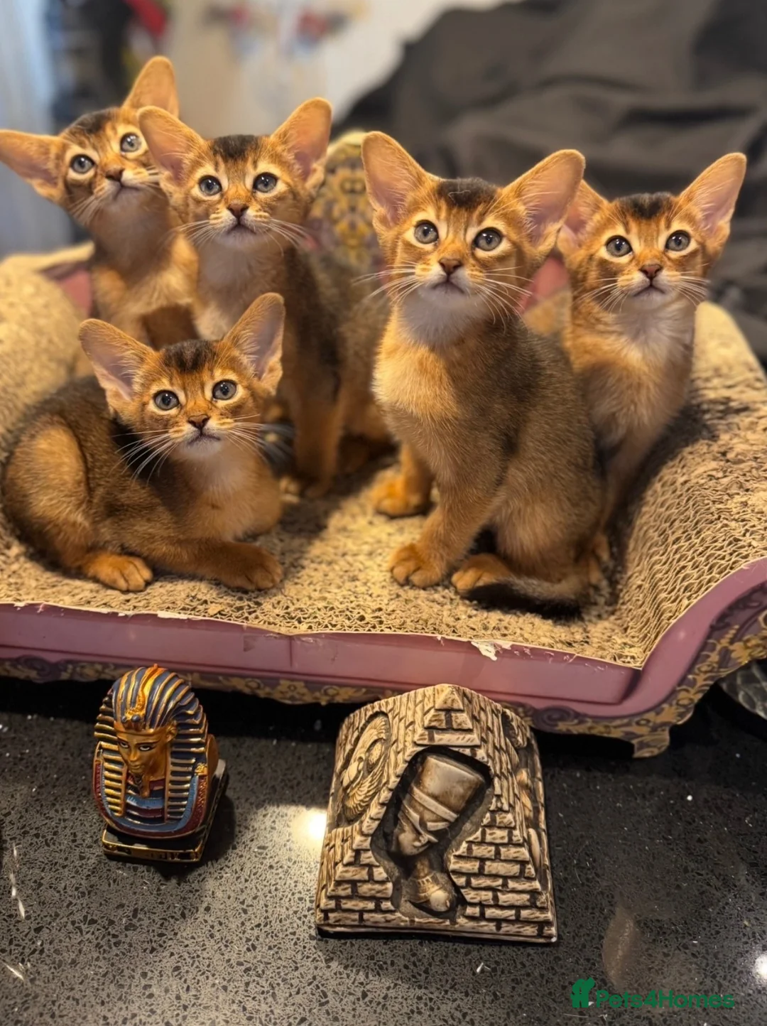 Abyssinian cats for sale: Five Abyssinian kittens with lots of love to give - Advert 1
