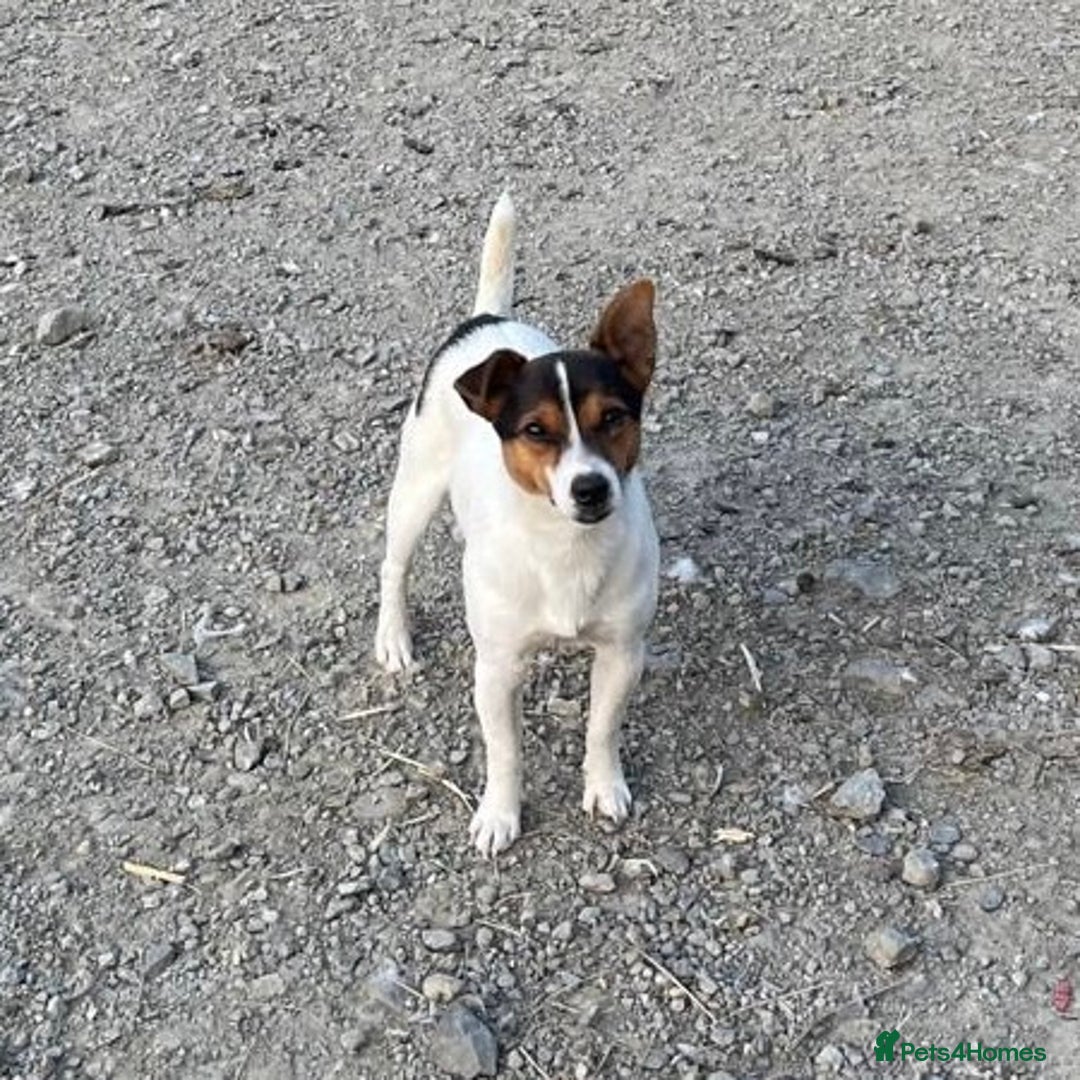 Jack Russell dogs for sale: Stunning tri coloured Jack Russell puppies - Image 8