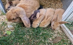 Mixed Breed rabbits for sale: Mixture of mixed breed rabbits - Image 1