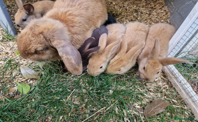 Mixed Breed rabbits - Advert 1