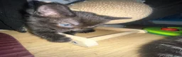 Mixed Breed cats for sale: 🐾BlackBrown Tabby Kittens needing Forever Homes🐾 in London - Advert 21