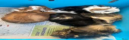 Guinea Pig rodents for sale: Handsome baby long haired male guinea pigs. - Advert 17