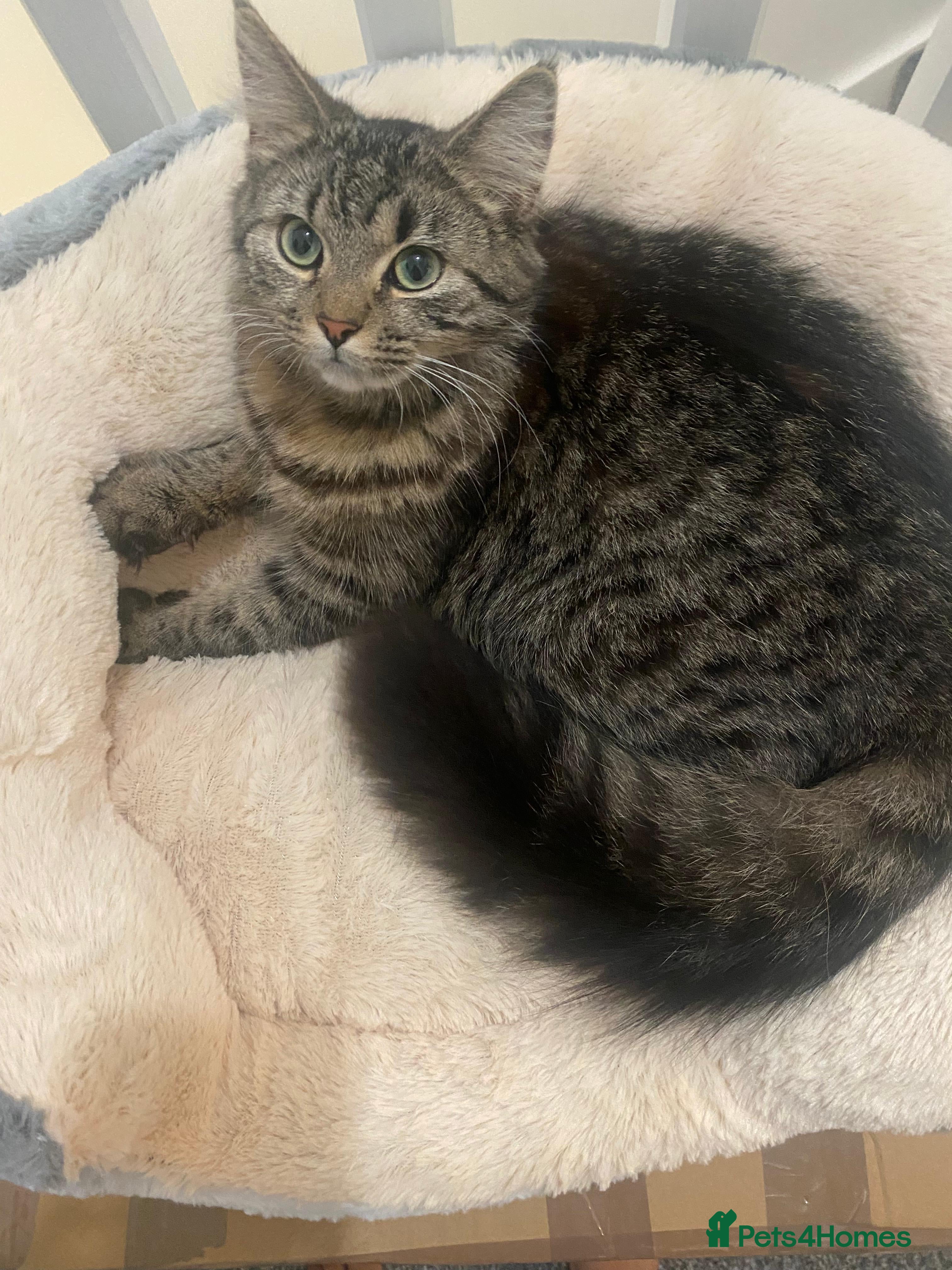 Mixed Breed cats Male and female kittens available - Advert 1