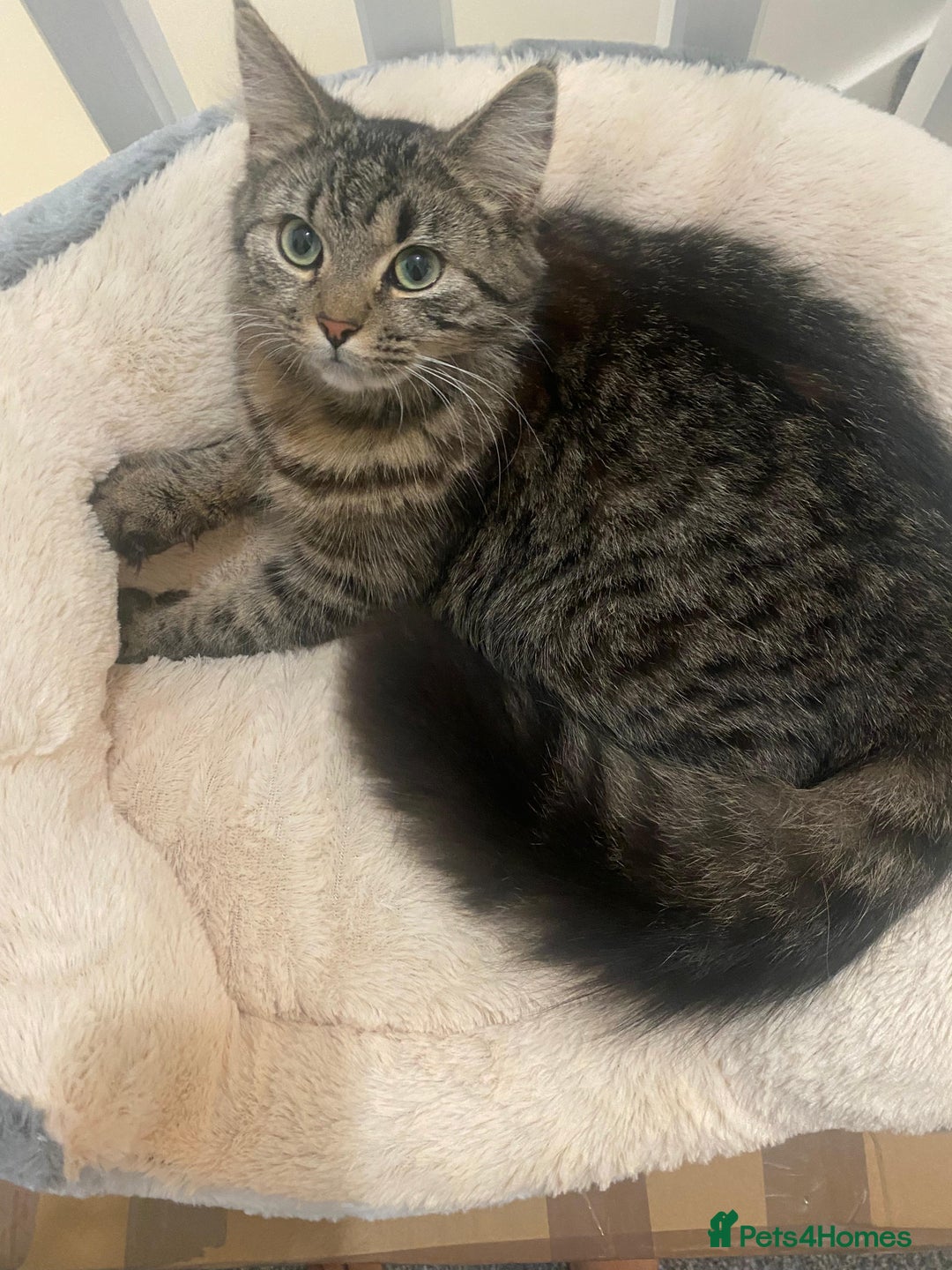 Mixed Breed cats for sale: Male and female kittens available - Advert 1