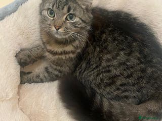 Mixed Breed cats Male and female kittens available - Advert 4