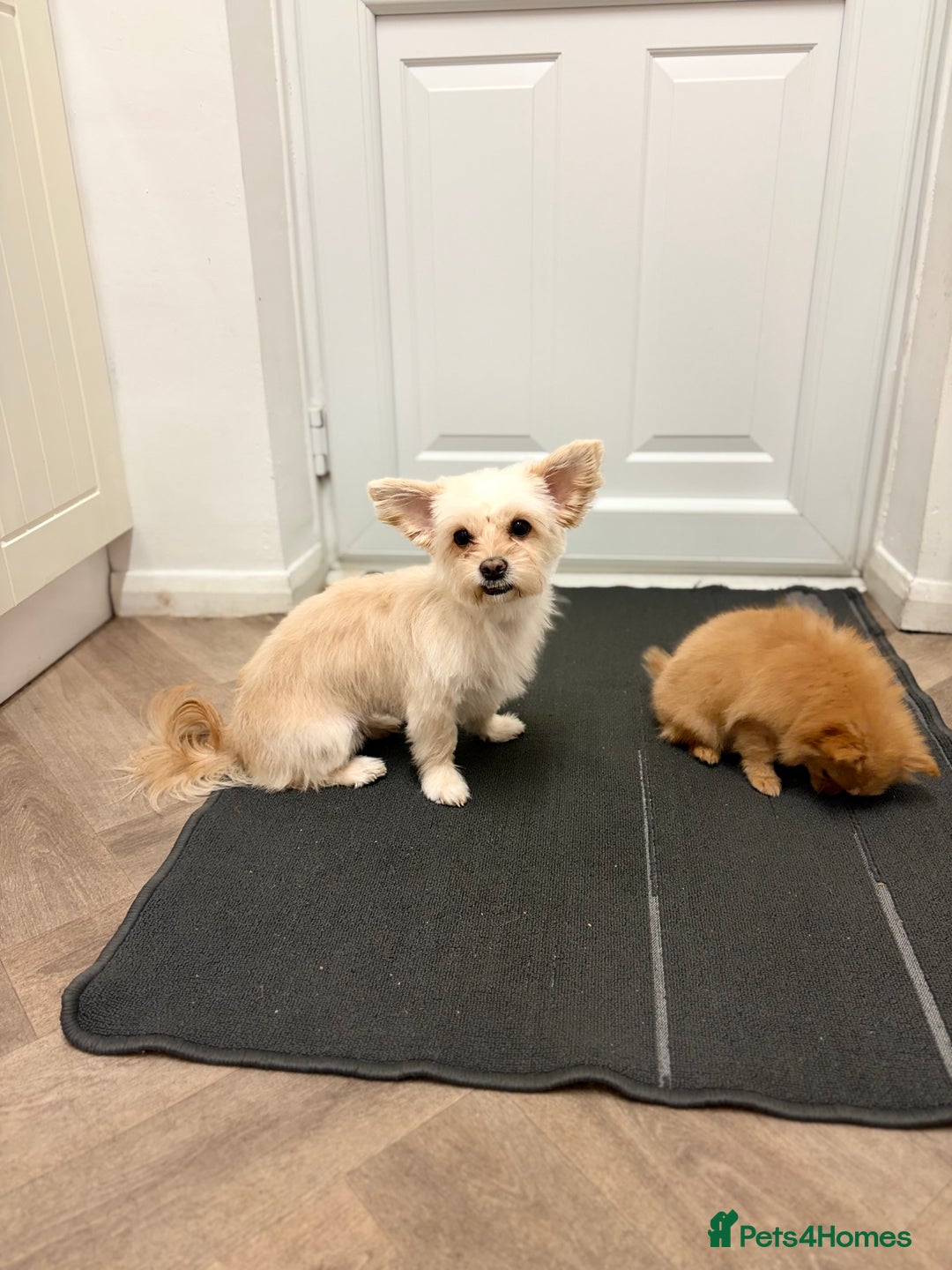 Mixed Breed dogs for sale: Pomeranian mixt with bichon - Advert 12