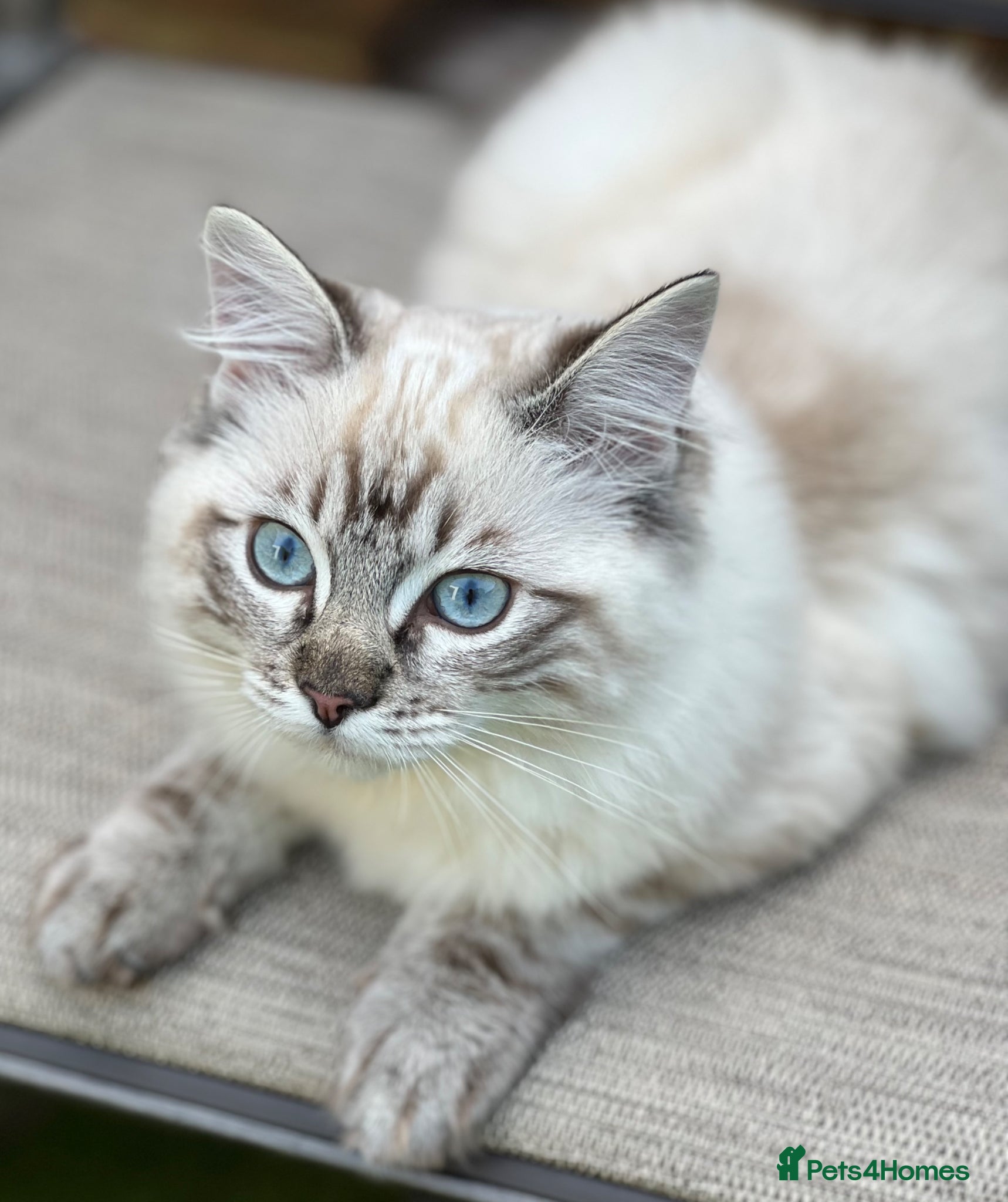 Ragdoll cats Ragdoll kittens for sale  - Advert 1