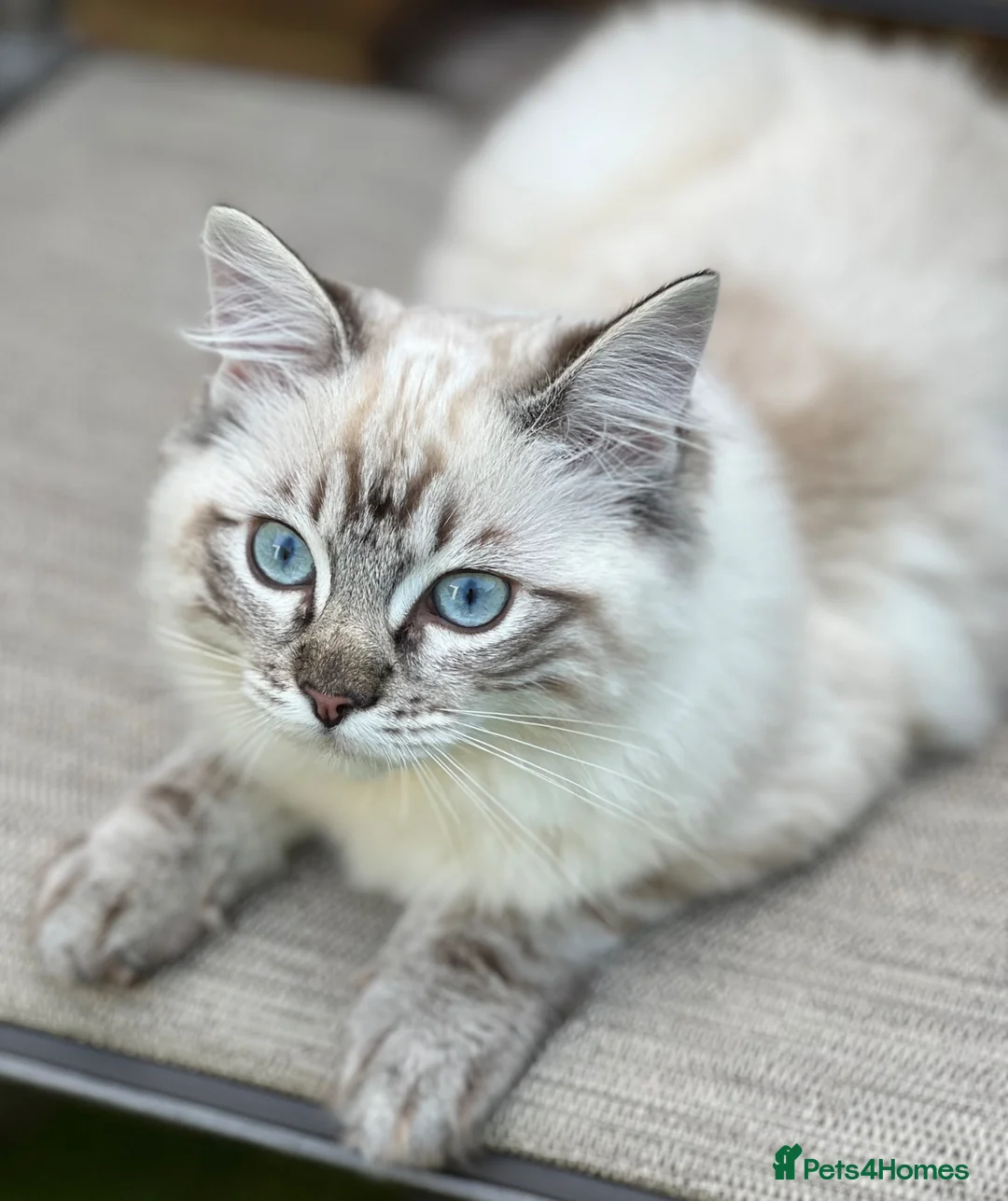 Ragdoll cats for sale: Ragdoll kittens for sale  - Advert 1