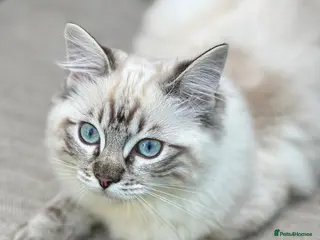 Ragdoll cats Ragdoll kittens for sale - Advert 1