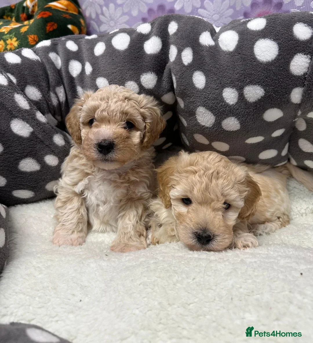 Maltipoo dogs for sale: Adorable maltipoos puppies  - Advert 12