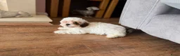 Shihpoo dogs for sale: Stunning litter of Shipoo Puppies REDUCED  - Advert 2