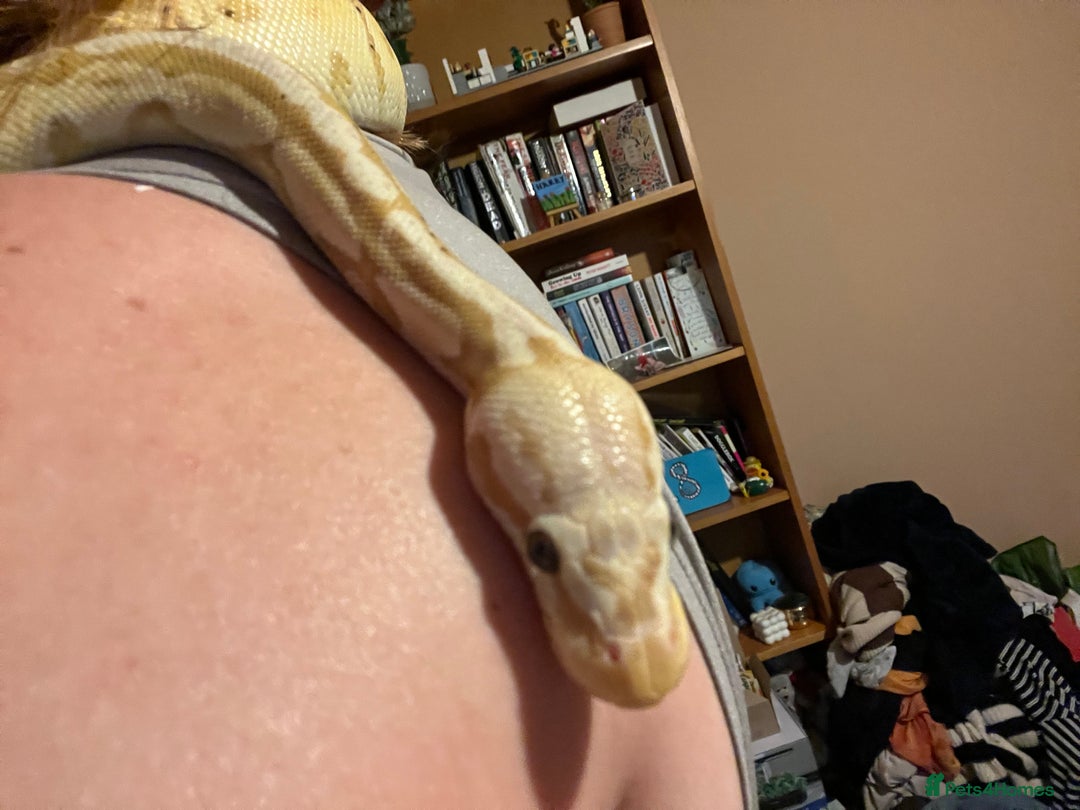 Python Snake reptiles for sale: Cyril the banana ball python - Image 8