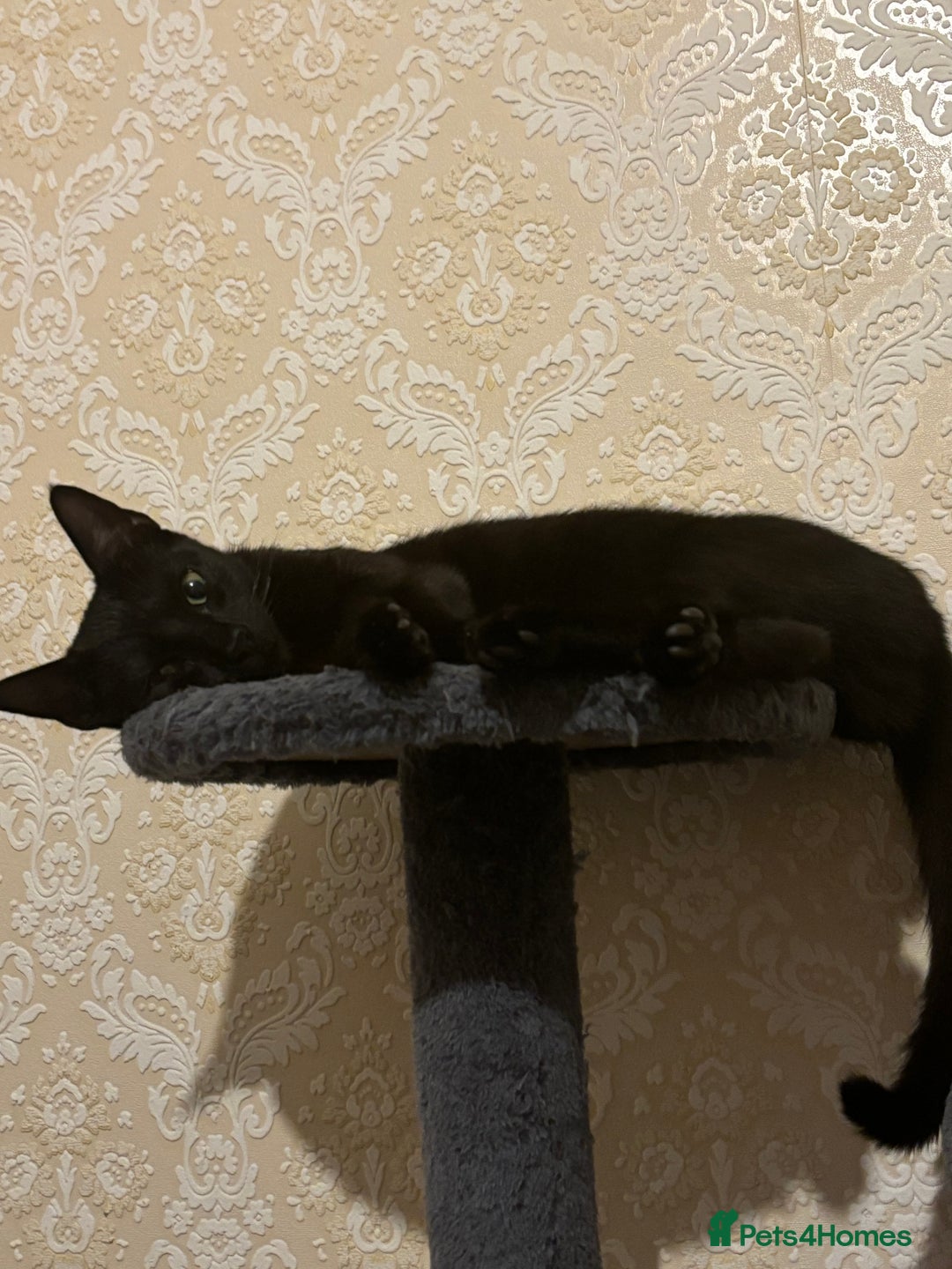 British Shorthair cats for sale: Young kitten Looking for a Loving Home – Urgent  - Image 4