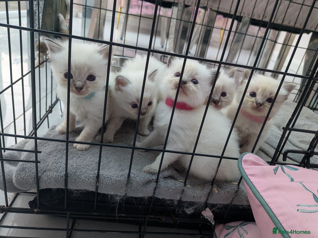 Ragdoll cats for sale: Ragdolls - Image 6