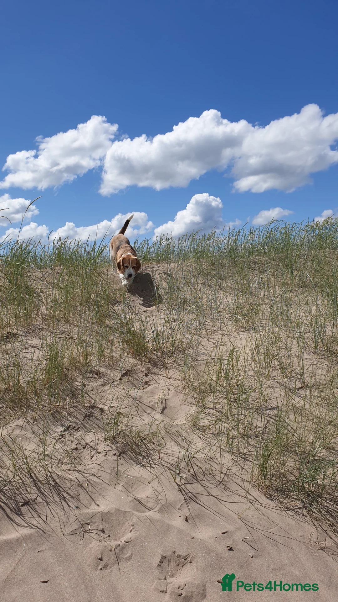 Beagle dogs for stud: Forrest the Beagle in Dundee - Advert 10