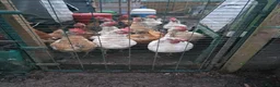 Chickens poultry for sale: 22 chickens and various coops for sale - Advert 1