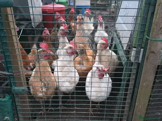 Chickens poultry 22 chickens and various coops for sale - Advert 2