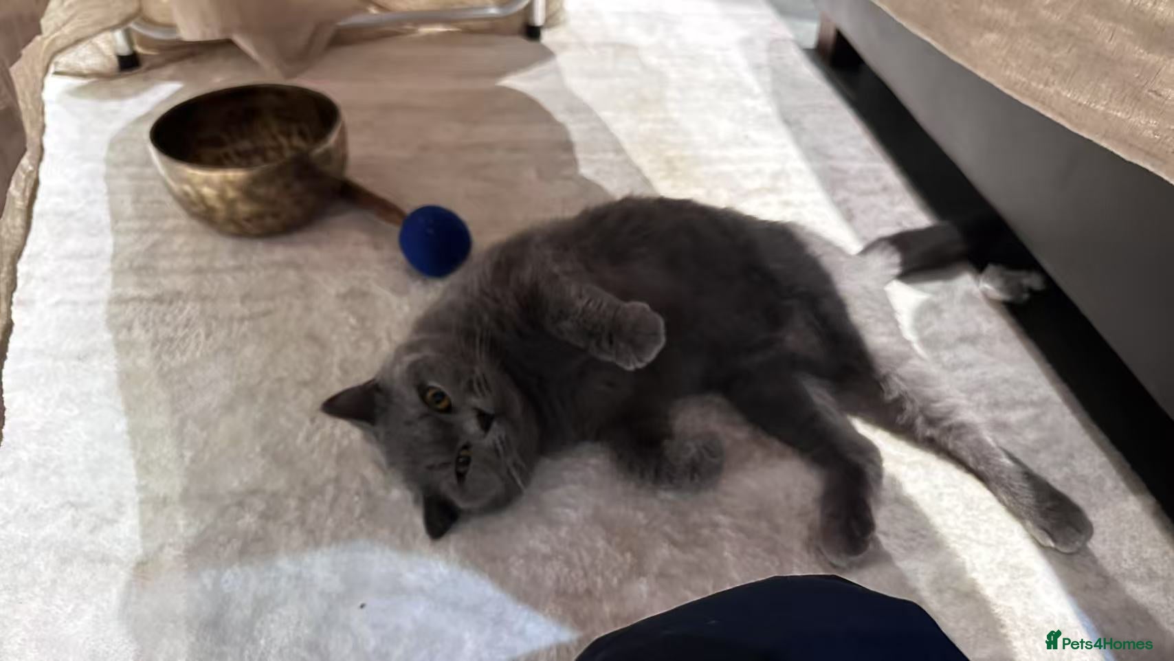 British Shorthair cats GCCF Active British shorthair blue queen for sale - Advert 2