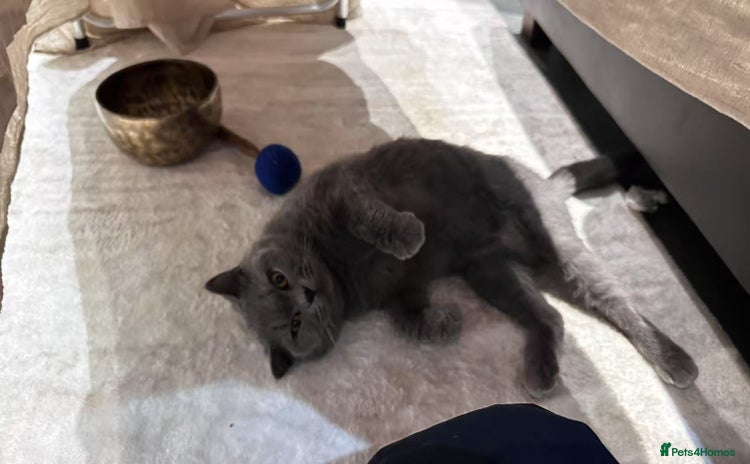 British Shorthair cats - Advert 15