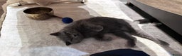 British Shorthair cats for sale: GCCF Active British shorthair blue queen for sale - Advert 1