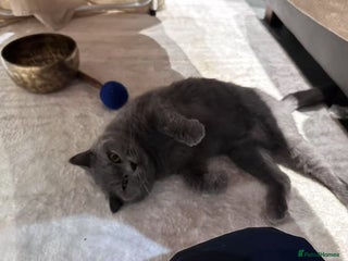 British Shorthair cats GCCF Active British shorthair blue queen for sale - Advert 2