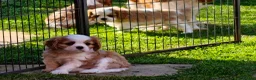 Cavalier King Charles Spaniel dogs for sale: Gorgeous KC Cavaliers from Health Tested Parents  - Advert 12